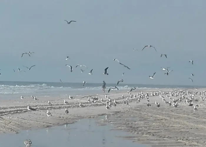 Swim&beach * Torreira